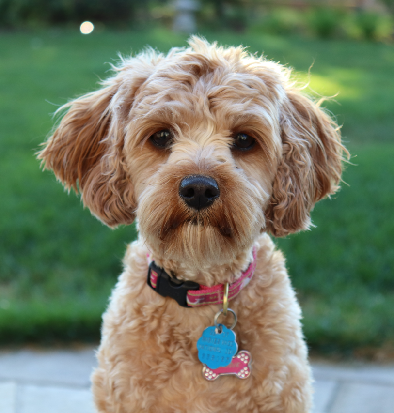 Dogtag dog